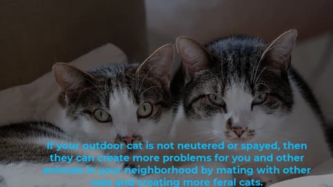 Important Insights on Nurturing Our Outdoor Cats