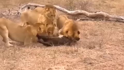 Heartbreaking Mistake: Mother Lion's Actions Lead to Tragic Crocodile Attack on Cubs"