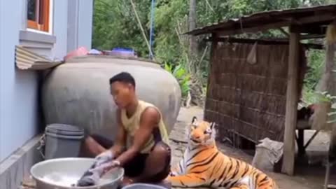 Did you know that Tigers do not normally view humans as a prey?