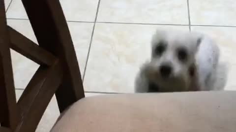 Small fluffy dog falls off chair