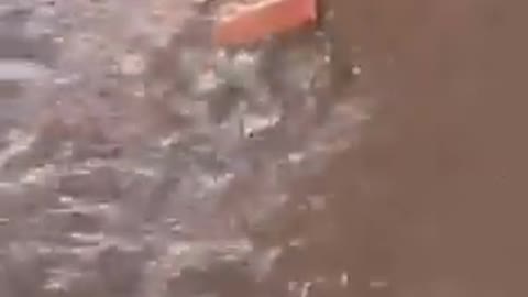 Mouse saves his children from rain water