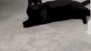 Adopting a Cat from a Shelter Vlog - Lovely Black Adopted Cat Looking at Camera #shorts