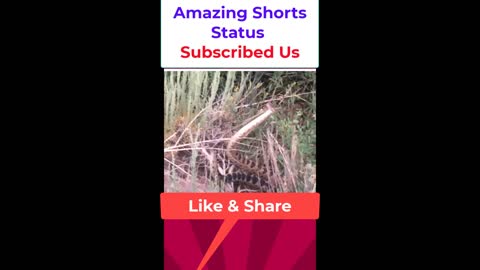 Snakes dance and move by Amazing Shorts Status #shorts #trending #Trend #viral