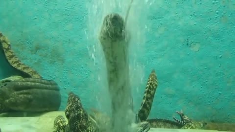 Moray eel enjoying bubble bath