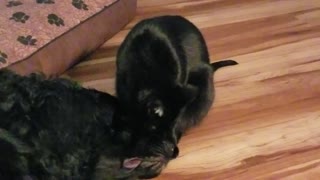 Cat Gives Dog Bath