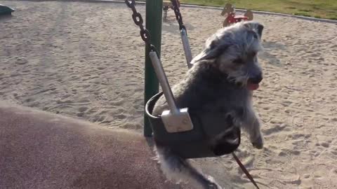 Dog has the time of her life on park swing