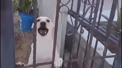 Funny dogs 😂🤣😂