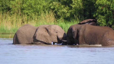 Elephants, in the wild chilling