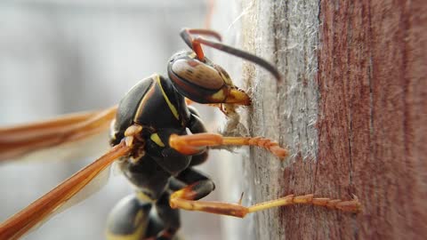 Paper Nest Wasp Gathers Supplies For Nest