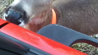 Baby Deer like a BOSS wants to drive...