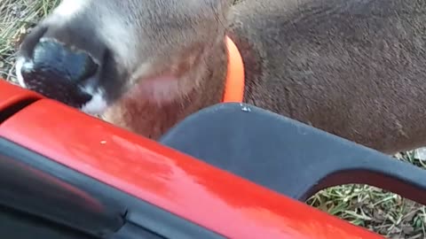 Baby Deer like a BOSS wants to drive...