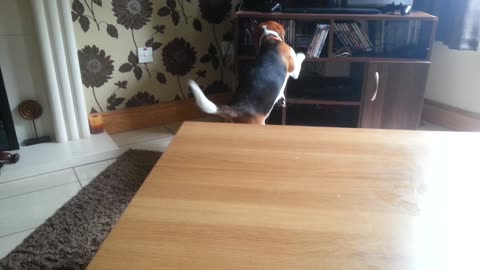 Beagle fetches TV remote for his owner