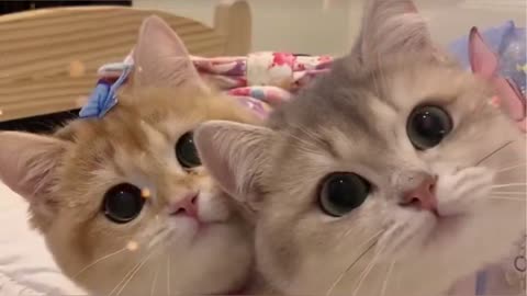 Cute cats