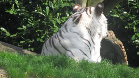 Albino tiger Lying down on the Grass