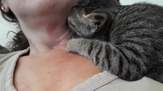 Foster kitty thinks we are her mom