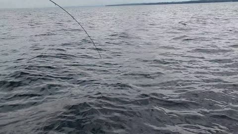 Lake Michigan Lake Trout