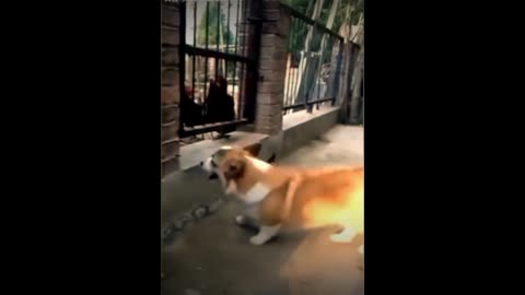 Funny Dogs fighting with Chickens - Funny moments