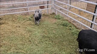 Graham Family Farm: New Hog Shelter