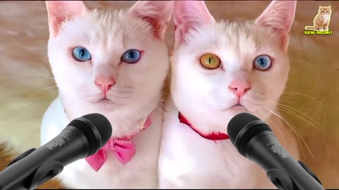 twin cats singing a very melodious sholawat song