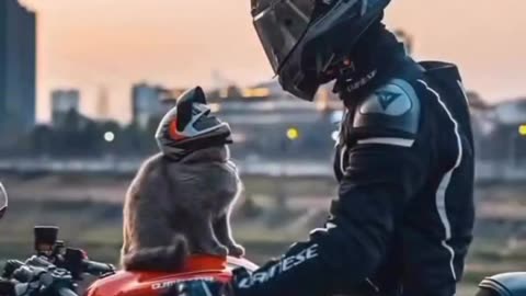 Cute Cat The Rider😻💞💕