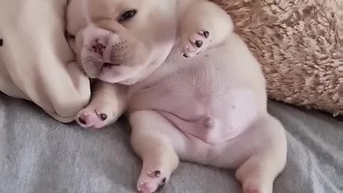 Nightmare 😅🤣😅🤣 | French bulldog puppies too cute