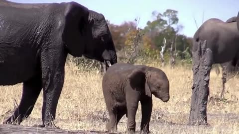 Baby elephant without a trunk spotted in African wild.