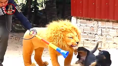Troll Prank dog & fake Lion and Fake Tiger Prank To dog | Videos Troll 2021 Ep2