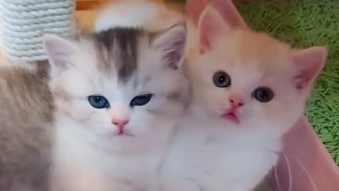 Cute Funny Cats