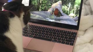 Cat Watching Birds