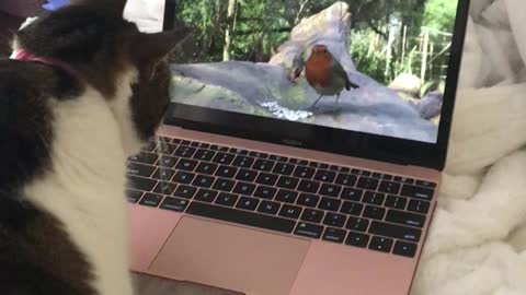 Cat Watching Birds