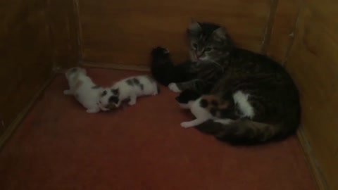 Protective Cat Carries Her Kittens Into Mosque