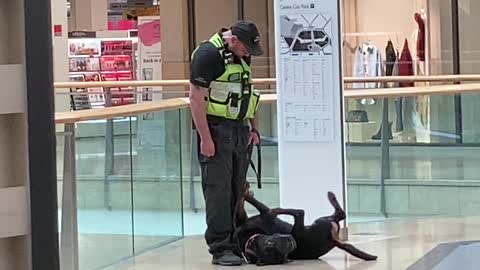 Working Dog Takes a Play Break