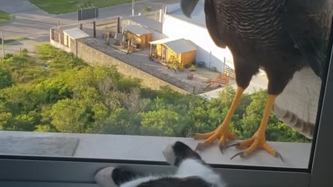 Crested Caracaras Can't Reach Chill Cat