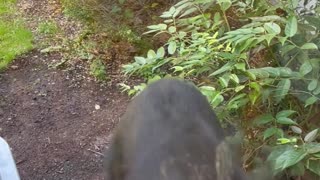 Black Bear Visits Family's Window Bird Feeder