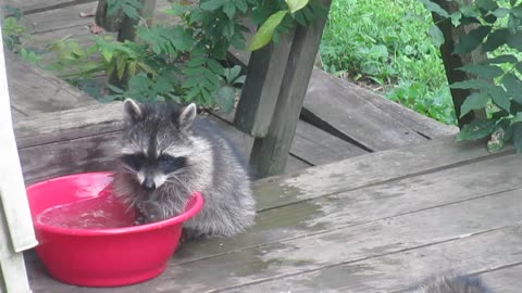 Baby Raccoon Cools Down Using Backyard Water Bowl