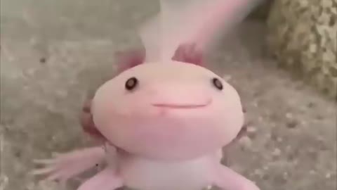Axolotl One Of The Cutest And Most Exotic Animals In The World