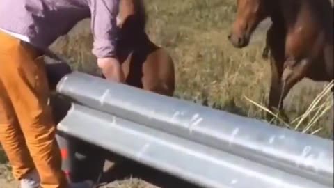 Good Guy helps a foal to get back to his family. ❤️
