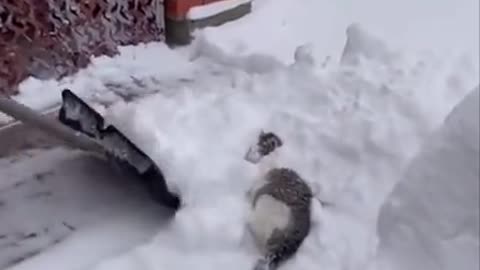 Kitty enjoying the snow