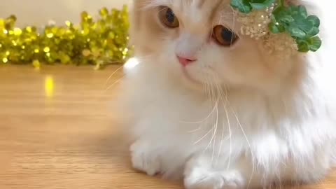 Cute cat 1