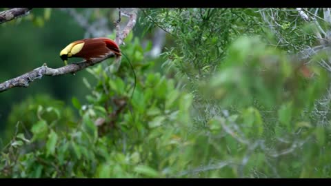 Tanah Papua: A Paradise for Birds