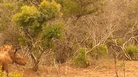 "Battle of the Beasts: Lion vs. Rhino Calf"