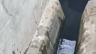 Cat Saved From Sewer Drain