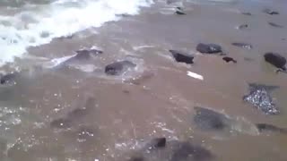 Filmando na beira da praia as pedras sendo acertadas pelas ondas do mar [Nature & Animals]