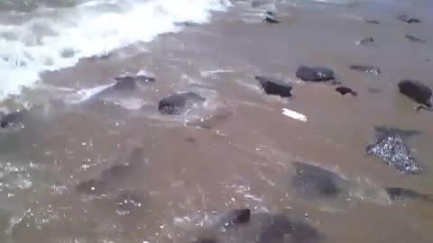 Filmando na beira da praia as pedras sendo acertadas pelas ondas do mar [Nature & Animals]