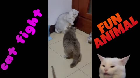 Fight cat is very funny