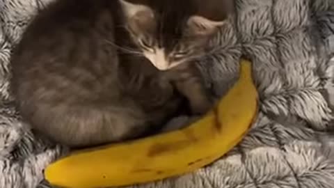 Goose is one banana