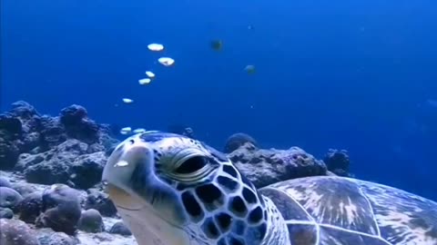 Beautiful sea creatures 💙