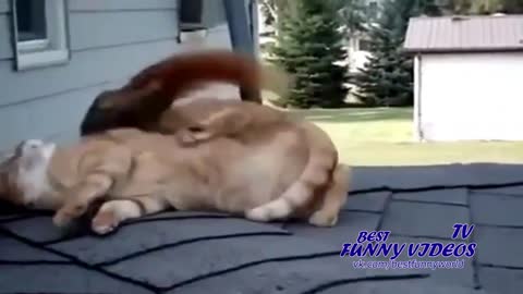 how a cute cat plays with a squirrel