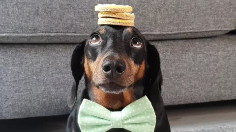 Biscuit Stack Balances Skilfully on Doggy's Head