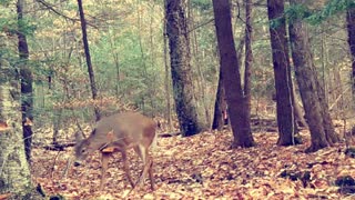 A doe foraging in the fall